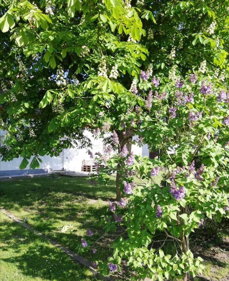 Ferienwohnung Lodig Gross Sarchen Esterno foto